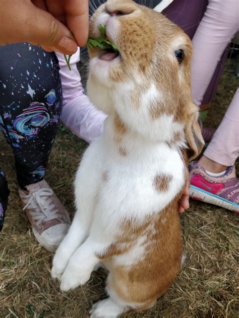 99 (Laval & Surrounding Areas) is applicable per party contract. . Petting zoo bunnies